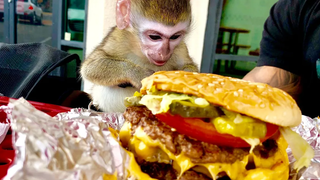 ลูกลิงมาเยี่ยม Five Guys!