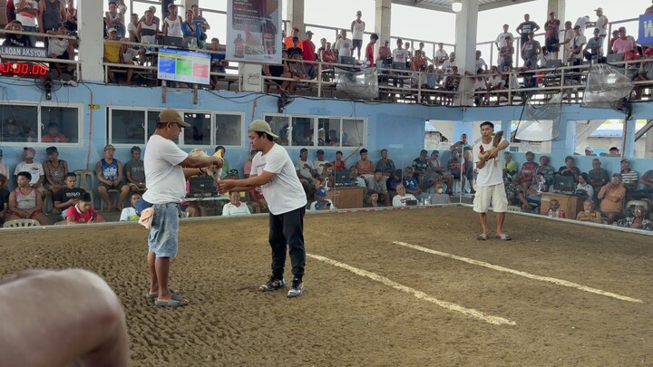 Pyle X White Kelso win again at Balaoan 3 Cocks 2026