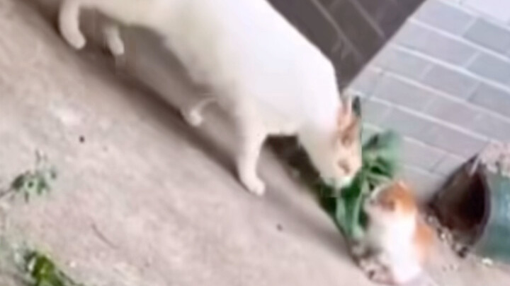 The mother cat found her lost baby and slapped him in anger