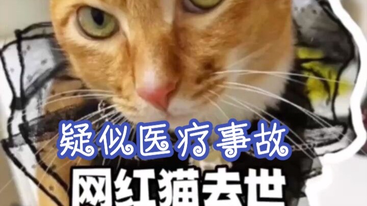Waspada! Kucing selebriti internet Dūndūn meninggal dunia, diduga akibat malpraktik medis