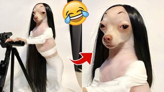 OMG You Will Not Believe These Funny Dog Videos! | Pets Town