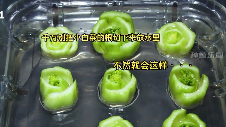 千万别把小白菜的根切下来放水里，不然就会这样了···