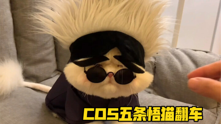 When Qiuqiu cosplays Satoru Gojo as a cat, it’s just too hilarious! I cracked up in 50 seconds—sorry