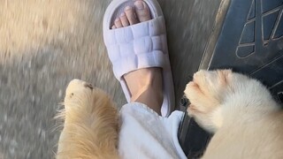 Dogs are really good at imitating people!