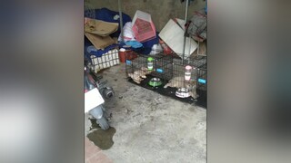 Bơ ngủ hơi bị bá đạo yeucho yeuchomeo cún cúncon chó chómèo chócon chó_cưng chókhôn yeuchomeo cưng chócute pet dog dogsoftiktok doggo