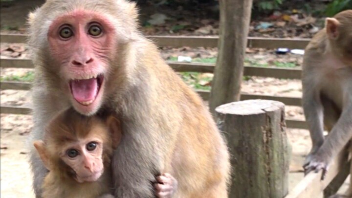 When the Mother Monkey Has Fun With Me.