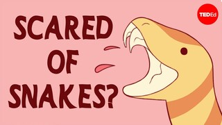 Watch this if you're scared of snakes - Andrew Whitworth