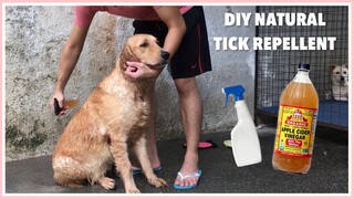 Apple Cider Vinegar for Dogs (DIY REMEDY FOR TICKS/FLEAS)