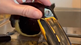 نواة الطائر الكبير