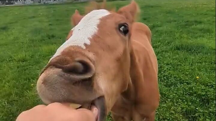 Pony: Wait until I grow up!