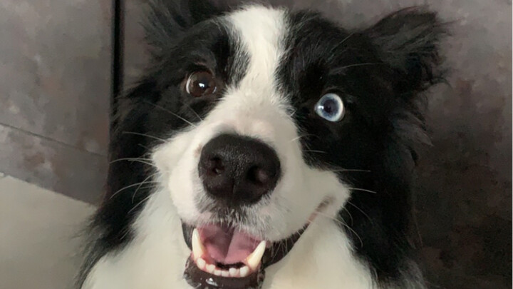 Saat Kamu Mengelus Border Collie di Depan German Shepherd