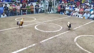 4cock@SJC, 4th fyt (white tape) CHAMPION!!!