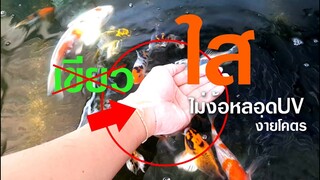 แก้บ่อปลาคาร์พน้ำเขียวไม่ง้อหลอดUV ใน3วัน l คุณพ่อคราฟ