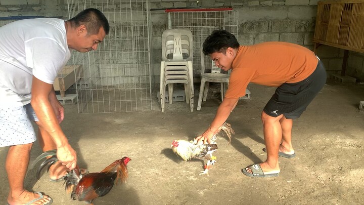 Newly harvested stags