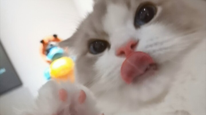 This little kitten’s looks don’t quite match its behavior.