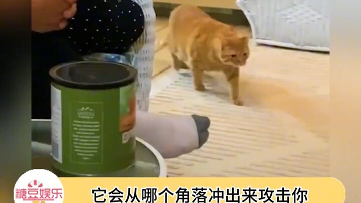 เจ้าส้มใหญ่เกลียดทุกสิ่งมีชีวิตที่หายใจ