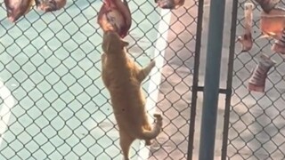 就喜欢这种有病的猫哈哈哈哈哈哈哈哈哈哈哈哈哈哈哈哈哈哈哈哈哈哈哈哈哈哈哈哈哈哈哈哈哈哈哈哈哈哈哈哈哈哈！！！#23