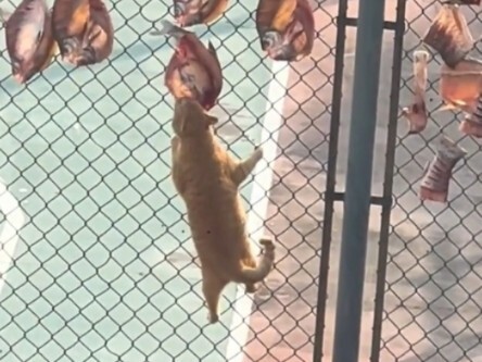 I just like this kind of sick cat haha ...