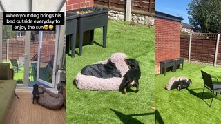 这只狗是懂享受的