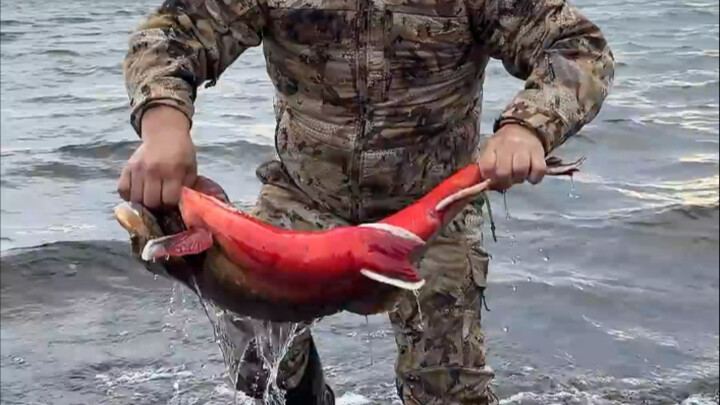 Eating Raw Arctic Char Slices from Lake Rabikul
