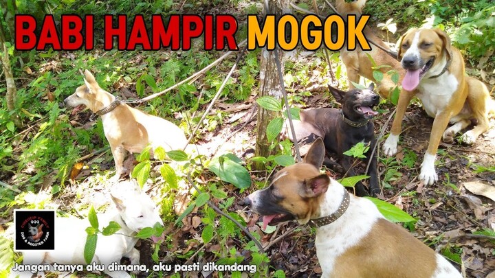 Kejaran pertama babinya hampir mogok