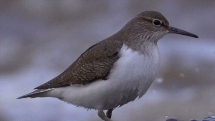A Nationally Protected “Three-Have” Species: the Sandpiper — 90% of people have only heard of it but