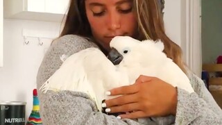 Cute Animal Trusts Their Human More Than Anyone 😂 Animal Show Love