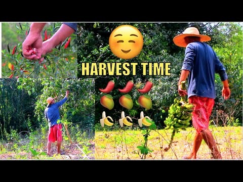 Harvest Time Mangoes, Red Chili Peppers and Banana
