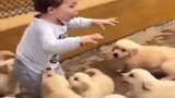 Golden Retrivers Puppies Surround the Kid