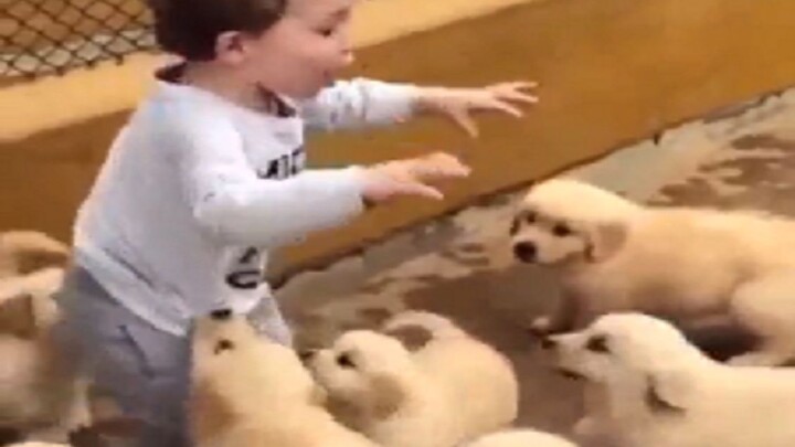 [Satwa] Momen Imut Para Baby Golden Retriever