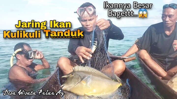 Jaring Ikan Kulikuli Tanduk atau Ikan Kulit Pasir || Desa Wisata Pulau Ay