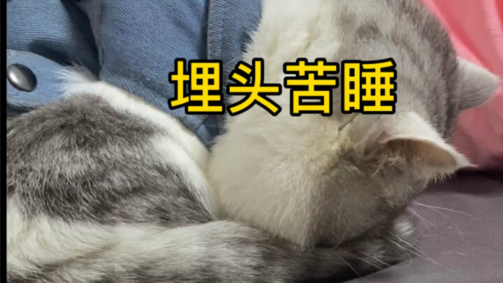 สมัยโบราณมีผู้เฒ่าให้เด็กนอนหัวแบน ทุกวันนี้ก็มีลูกแมวตัวน้อยทำให้ตัวเองนอนจนหัวแบนเป็นแผ่นขนมเกาลัด