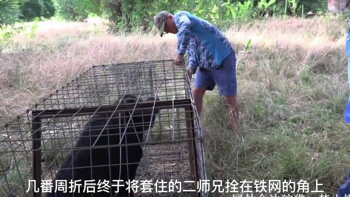 Ternyata menangkap babi hutan itu begitu mudah