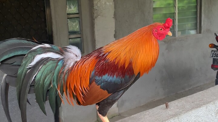 Pogi po ba? 5K SWEATER x BOSTON ROUNDHEAD 🤤❤️