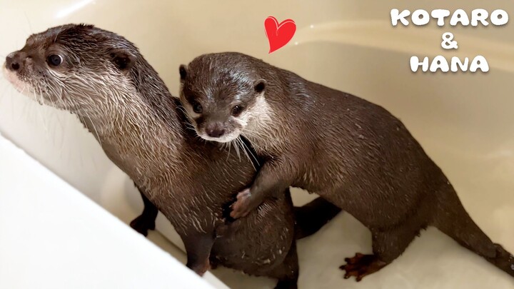 What do otters do during mating season?