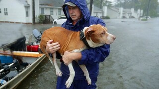 30 Animals That ASKED People for Help & Kindness ! - Cute Animal Video