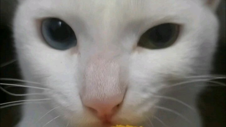 Hal terlezat yang pernah aku makan