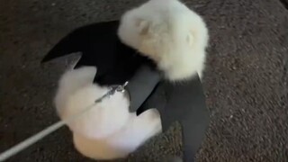 Nhìn thấy chú cún con đáng yêu thế này, ai mà nhịn được mà không vuốt ve đôi lần chứ? Một chú cún nh