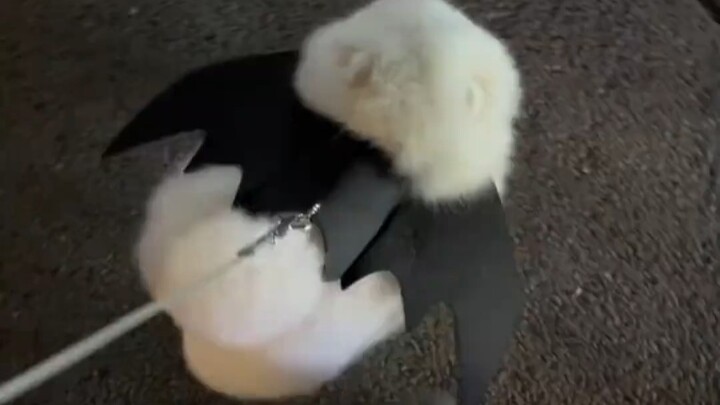 من يستطيع أن يمنع نفسه من مداعبة جرو صغير كهذا؟ وحيد القرن الصغير الودود، وجهه كوجه الملاك وجسمه كجس