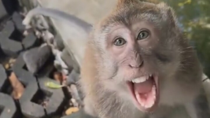 Monkey King’s Epic Moments