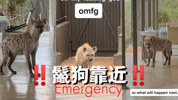 What should you do if a wild hyena approaches you?