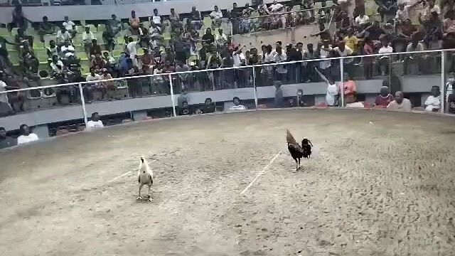 3cocks Derby Win #TDYGF