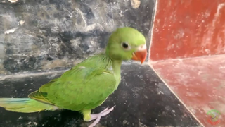 Các giai đoạn phát triển của vẹt Ringneck #doisonghoangda