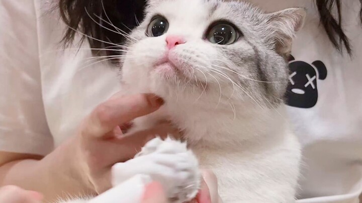 Rửa sạch đôi chân hồng của mèo con nào!