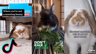 TikToks That Have Buns - Bunny Side of Tiktok #4