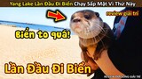 Rái cá Lần Đầu Đi Biển và Cái Kết Chạy Sấp Mặt || Review Giải Trí Đời Sống