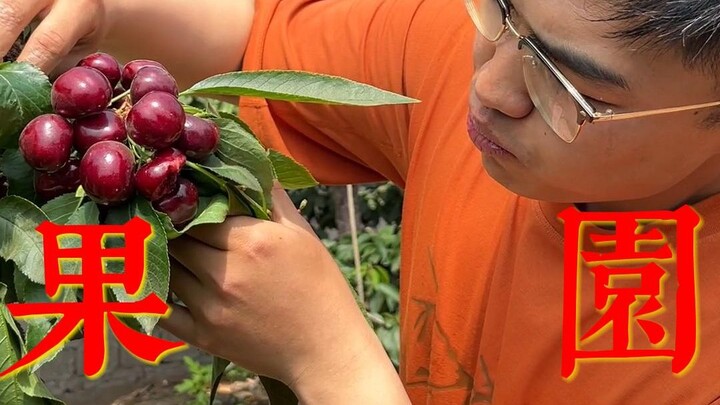 Seperti apa rasanya punya teman sekamar yang keluarganya menjual buah-buahan?