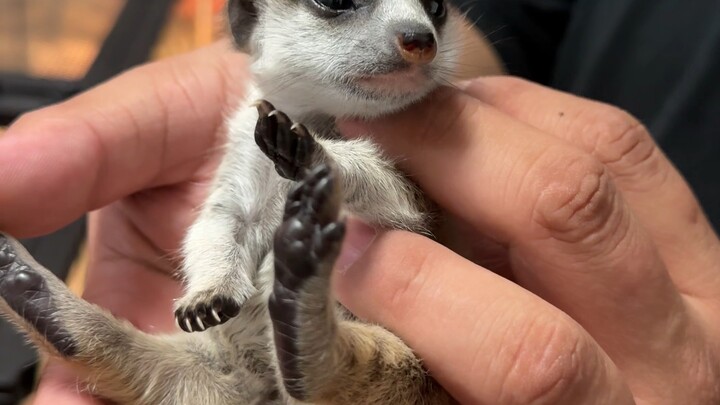 Langit runtuh… Si Jiji yang aku antar ke kelas ternyata hamil! #PameranKelakuanMenggemaskan #HewanPe