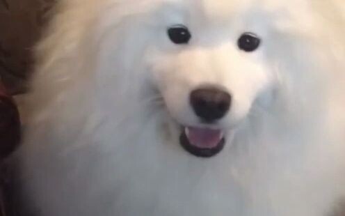 A little petting and cuddling is enough to soothe this puppy!