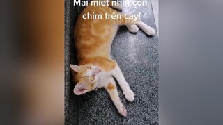 Mèo ta nhìn em chim trên cây quên luôn sự đời. meo meocute meow xuanhongdisale hongdisale xuanhongdigitalsales xuanhongdigital